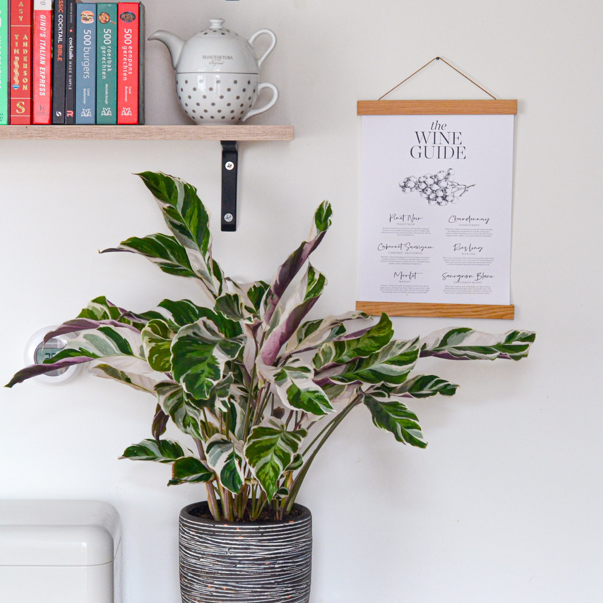 Calatea - 2 buc - Calathea Lietzei 'White Fusion' - Înălţime 30-40cm - ⌀14cm