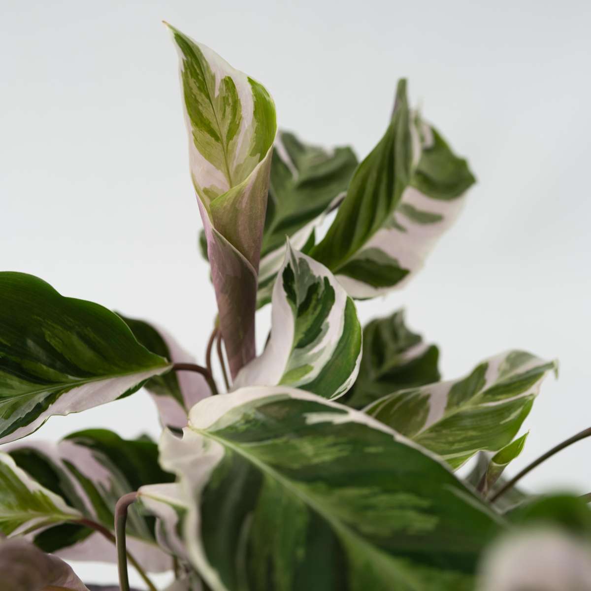 Calatea - Calathea Lietzei 'White Fusion' - Înălţime 30-40cm - ⌀14cm