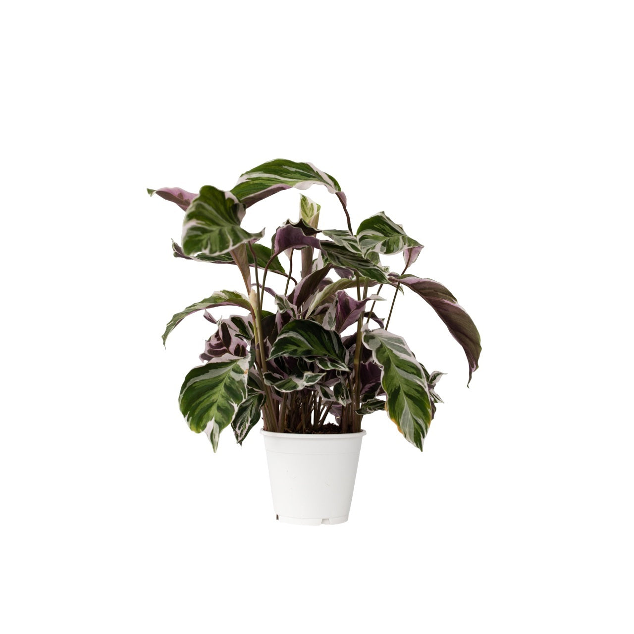 Calatea - Calathea Lietzei 'White Fusion' - Înălţime 30-40cm - ⌀14cm
