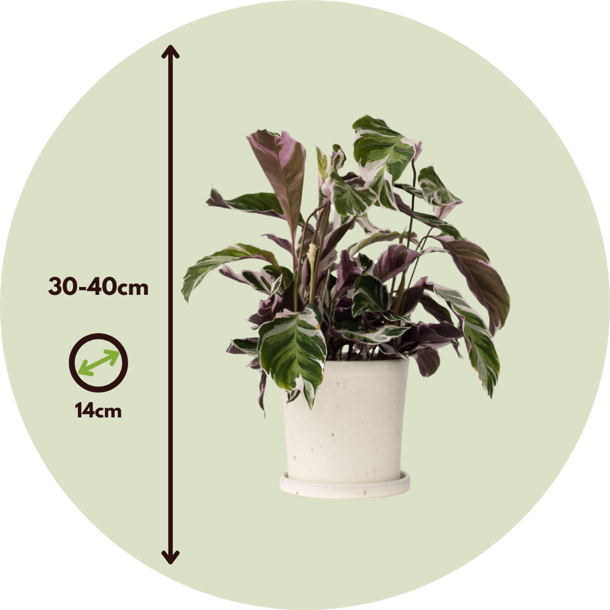 Calatea - 2 buc - Calathea Lietzei 'White Fusion' - Înălţime 30-40cm - ⌀14cm