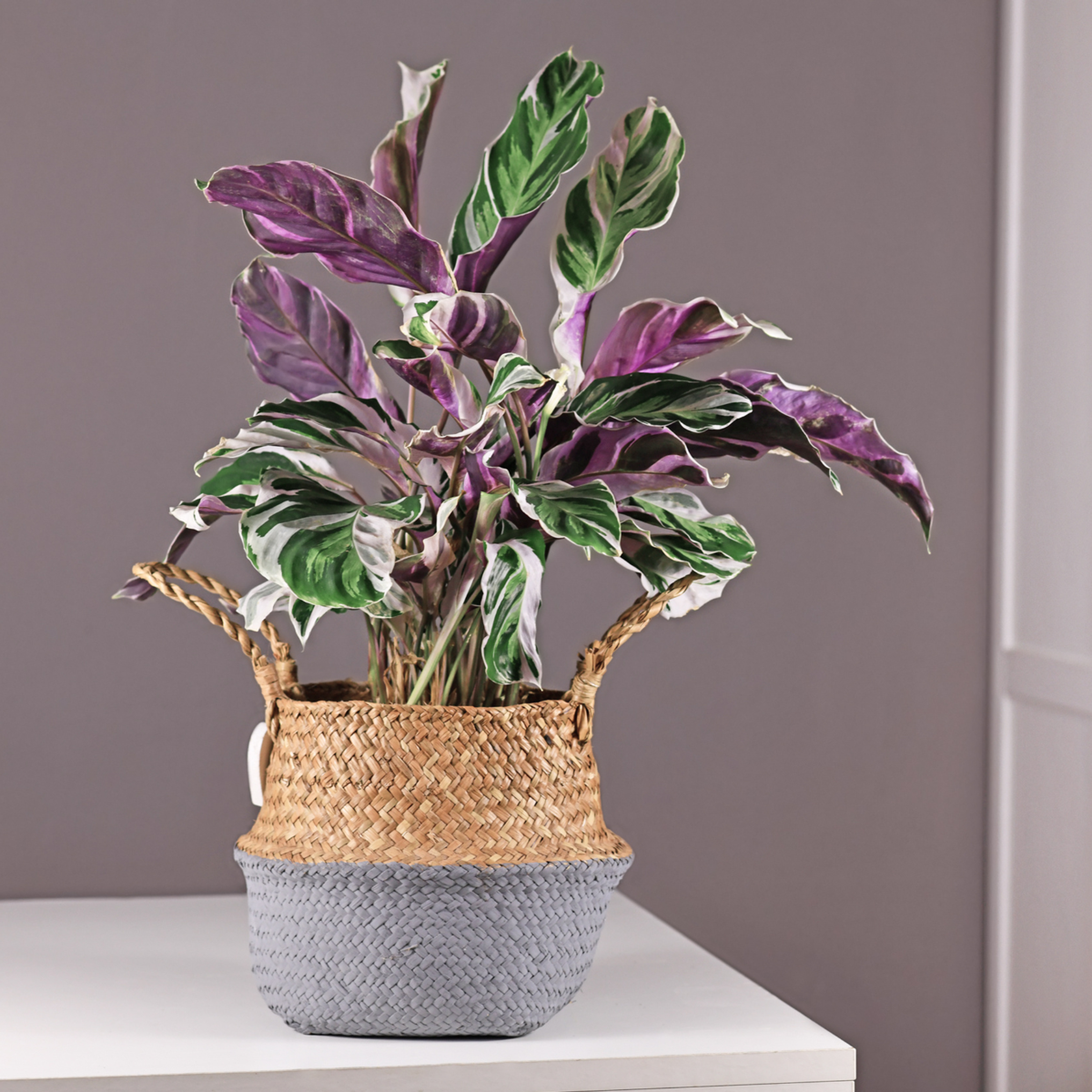 Calatea - 2 buc - Calathea Lietzei 'White Fusion' - Înălţime 30-40cm - ⌀14cm