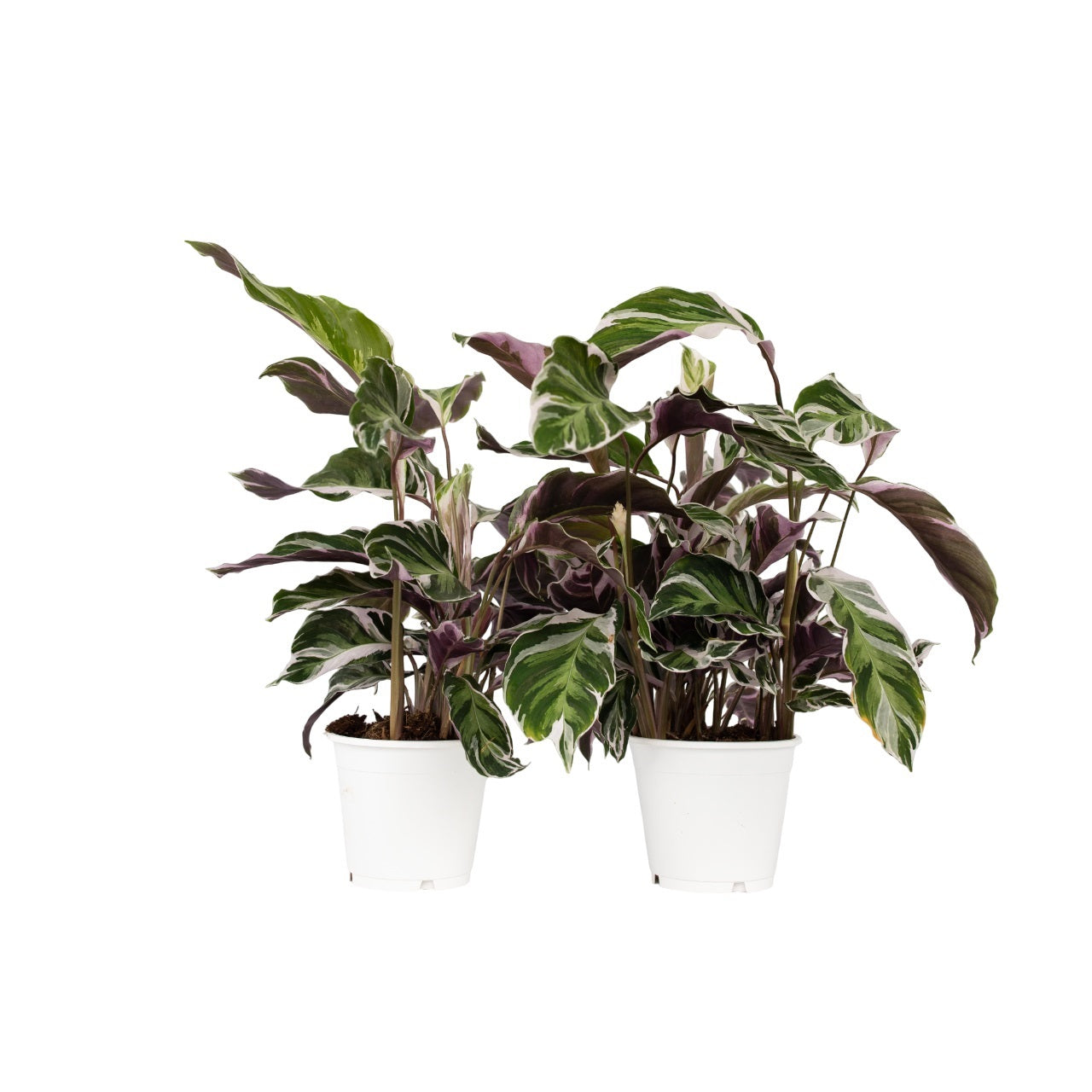Calatea - 2 buc - Calathea Lietzei 'White Fusion' - Înălţime 30-40cm - ⌀14cm