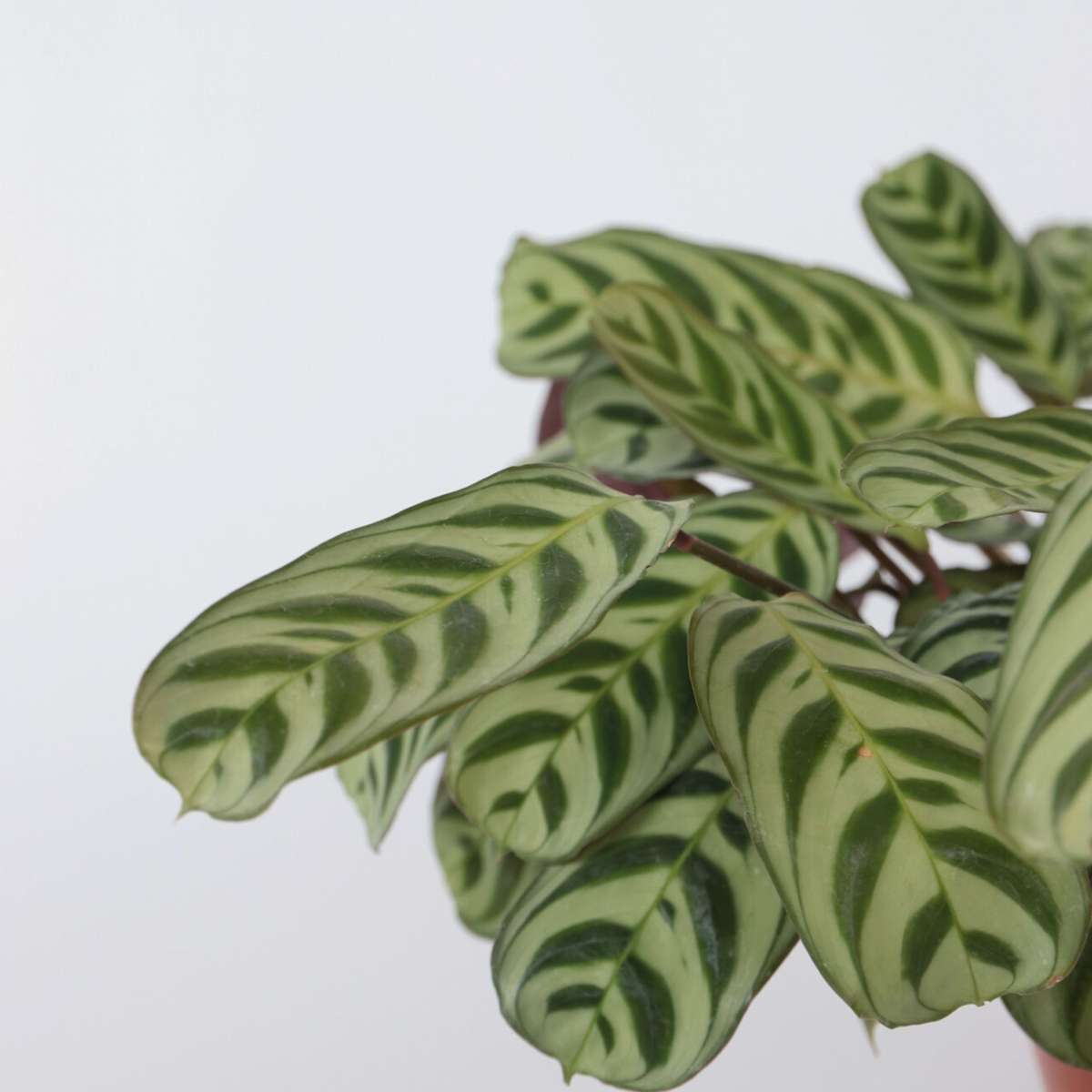 Planta de rugăciune - Ctenanthe 'burle-marxii' - Înălţime 30-40cm - ⌀14cm