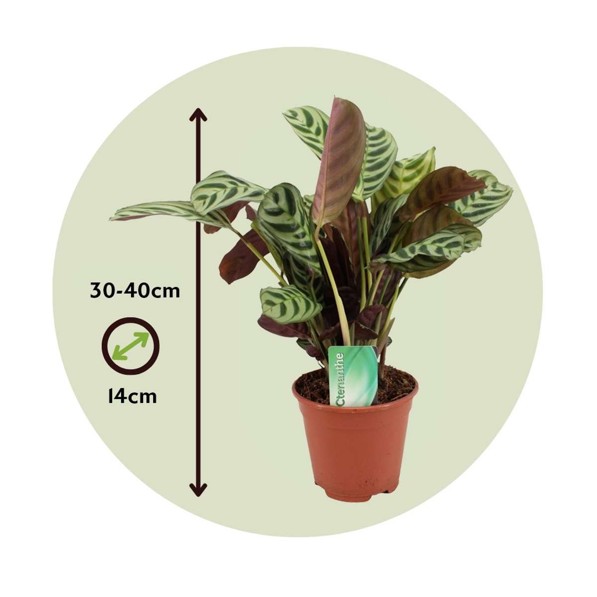 Planta de rugăciune - 2 buc - Ctenanthe 'burle-marxii' - În. 30-40cm - ⌀14cm