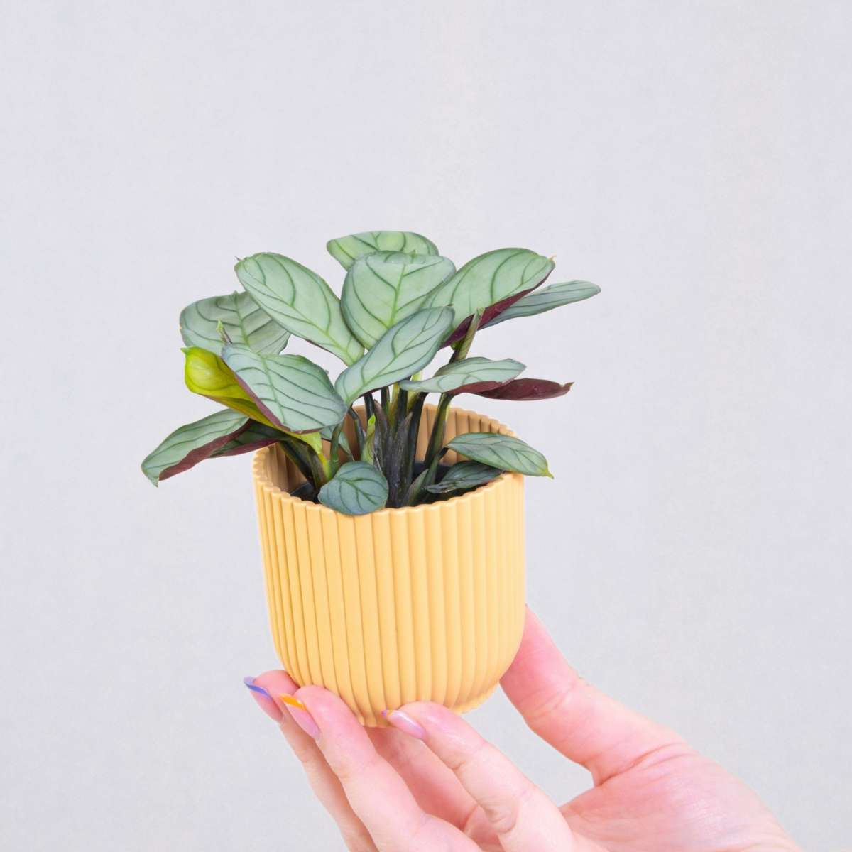 Planta de rugăciune - 2 buc - Ctenanthe Burle-Marxii - Înălţime 25-35cm - ⌀14cm