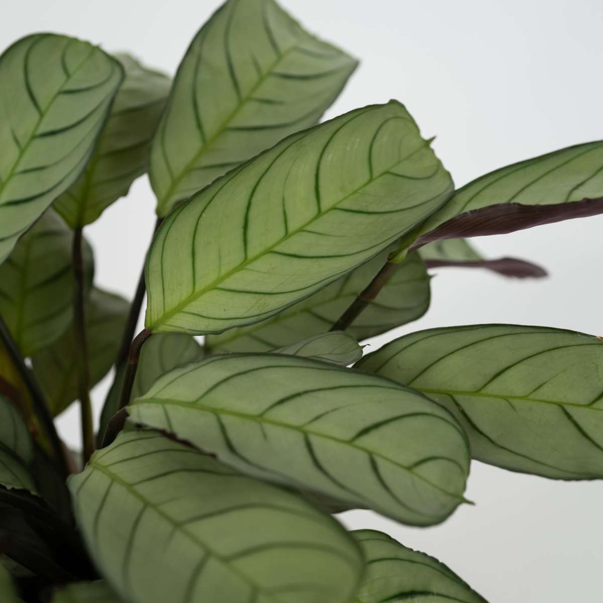 Planta de rugăciune - 2 buc - Ctenanthe Burle-Marxii - Înălţime 25-35cm - ⌀14cm