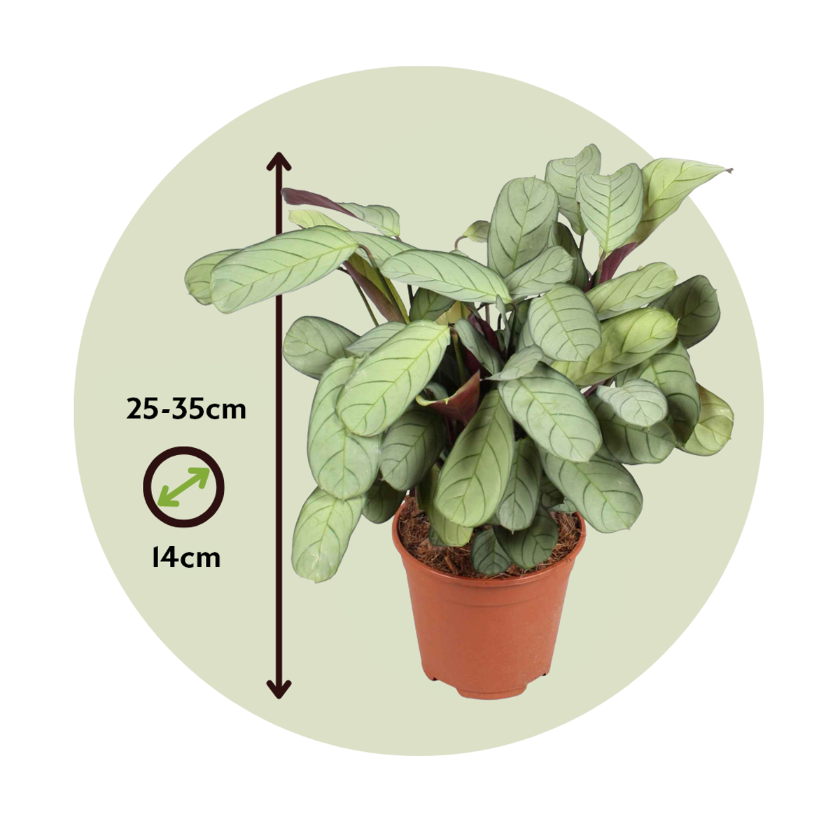Planta de rugăciune - 2 buc - Ctenanthe Burle-Marxii - Înălţime 25-35cm - ⌀14cm