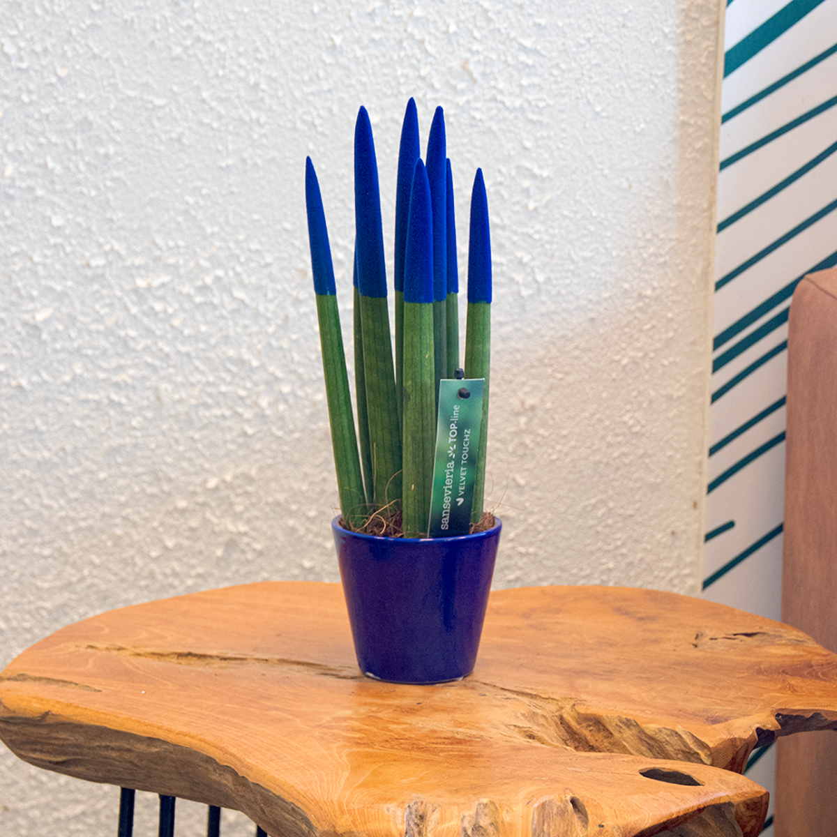 Sanseviera cilindrică - Sansevieria cylindrica - Înălţime 20-40cm - ⌀9cm