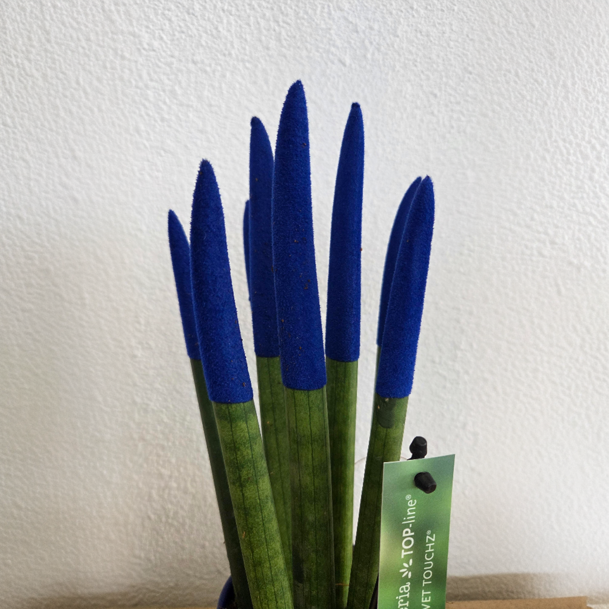 Sanseviera cilindrică - Sansevieria cylindrica - Înălţime 20-40cm - ⌀9cm