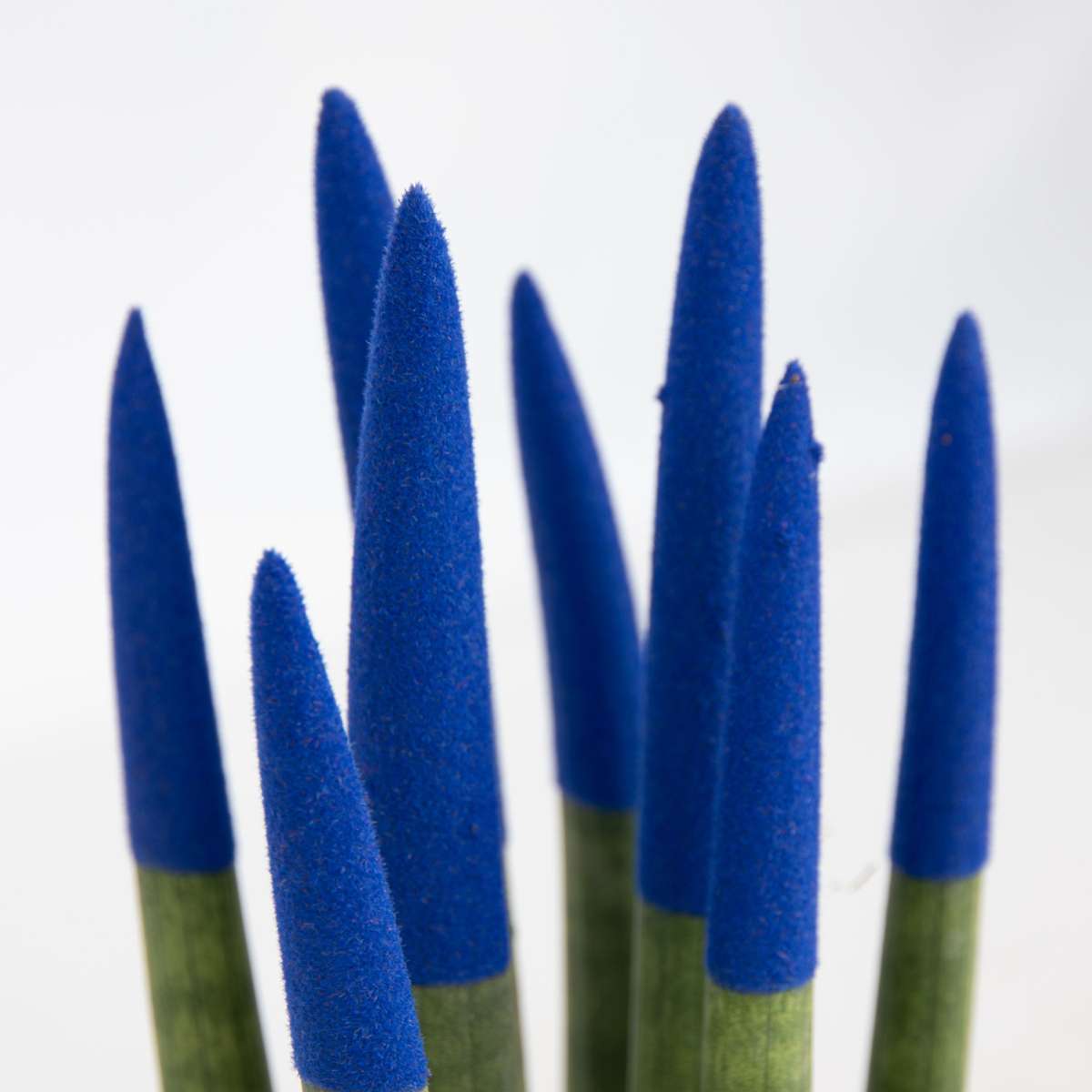 Sanseviera cilindrică - Sansevieria cylindrica - Înălţime 20-40cm - ⌀9cm