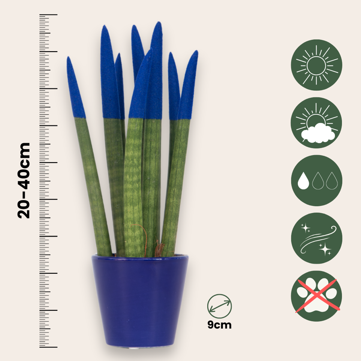 Sanseviera cilindrică - Sansevieria cylindrica - Înălţime 20-40cm - ⌀9cm
