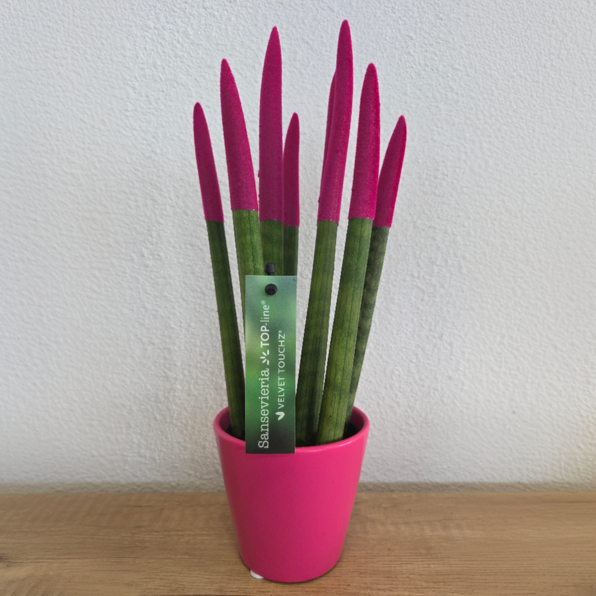 Sanseviera cilindrică - Sansevieria cylindrica - Înălţime 20-40cm - ⌀9cm
