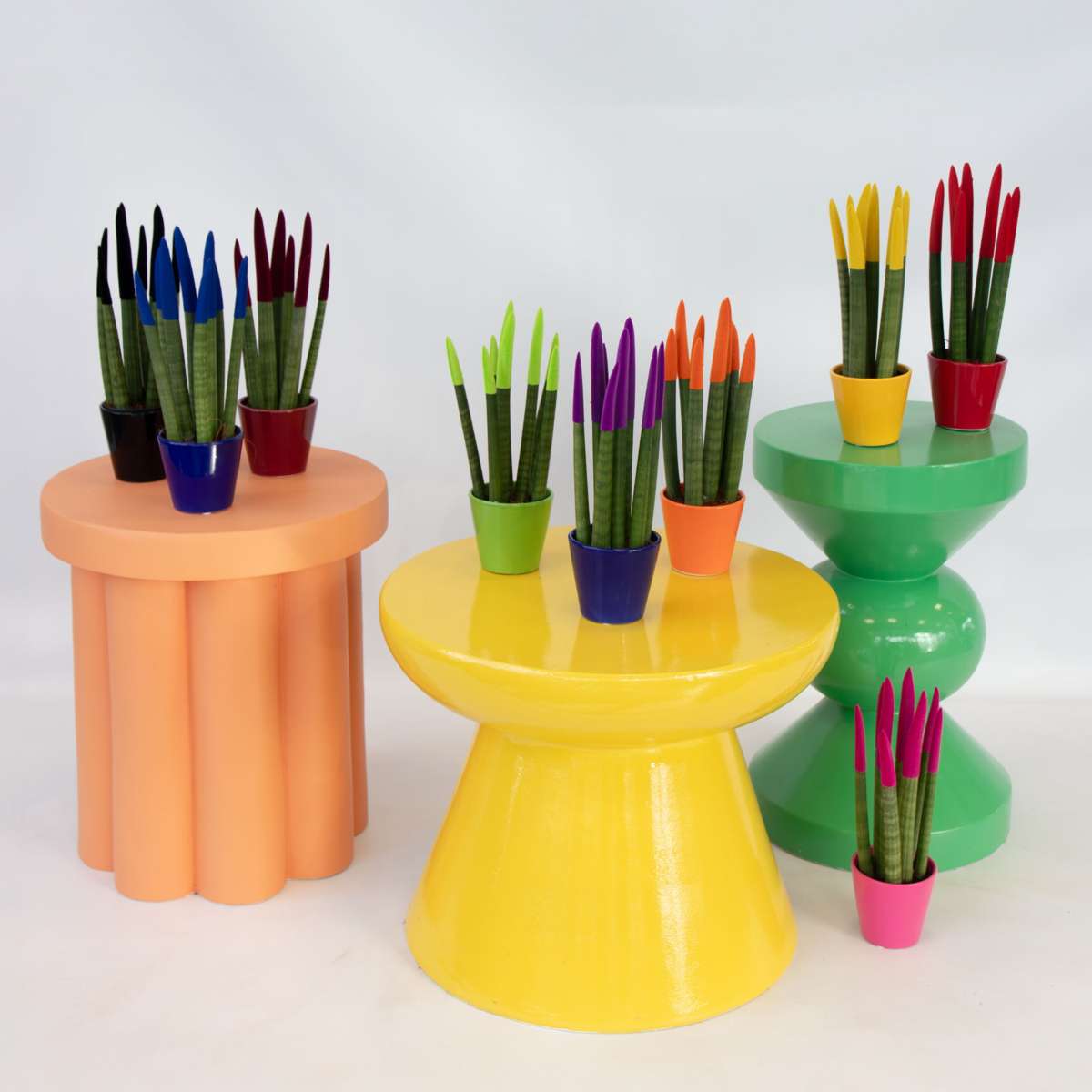 Sanseviera cilindrică - Sansevieria cylindrica - Înălţime 20-40cm - ⌀9cm