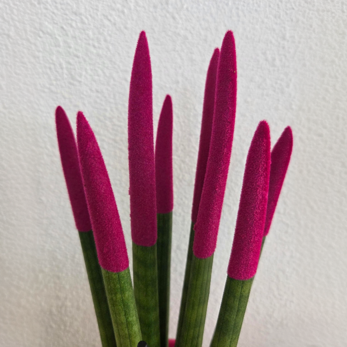 Sanseviera cilindrică - Sansevieria cylindrica - Înălţime 20-40cm - ⌀9cm