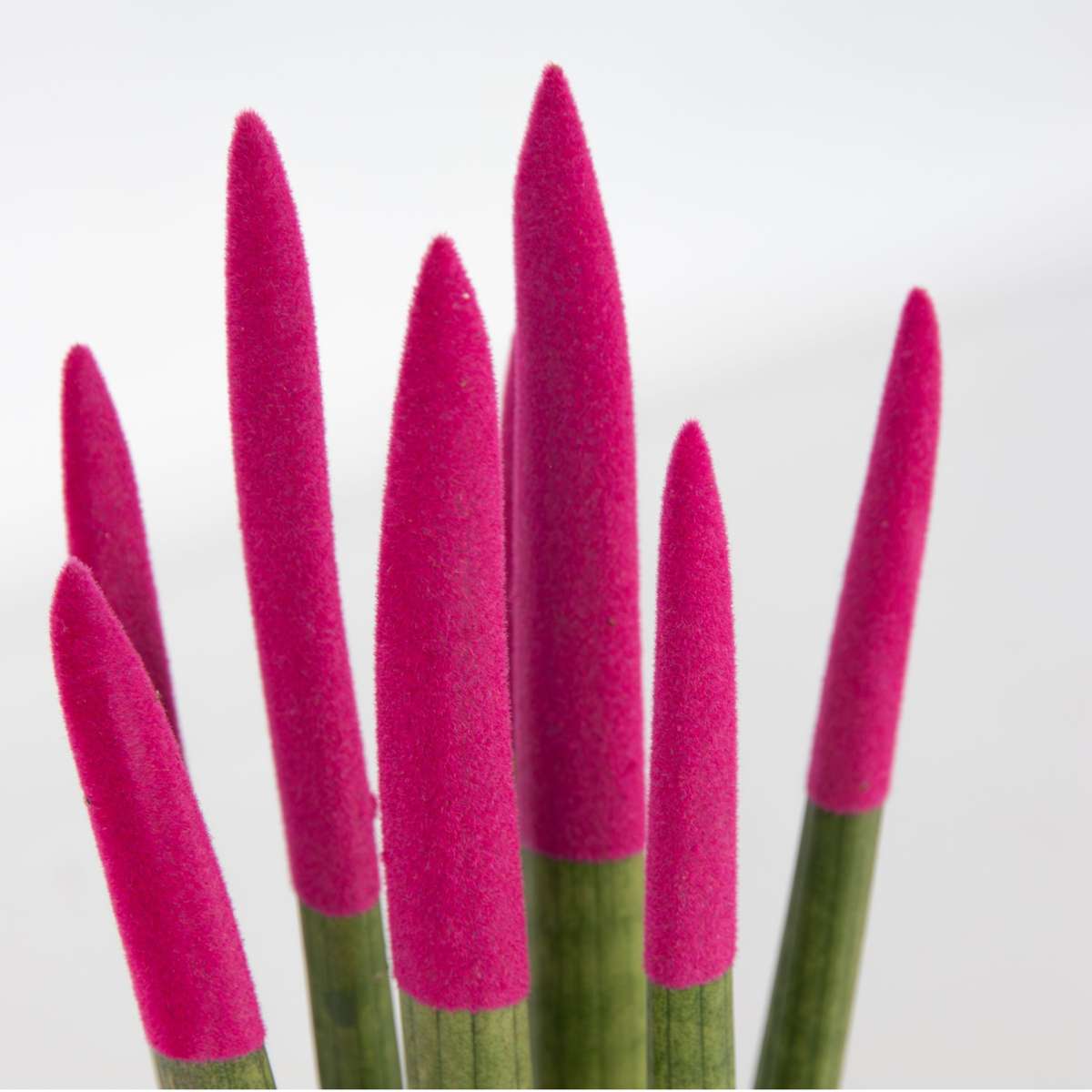 Sanseviera cilindrică - Sansevieria cylindrica - Înălţime 20-40cm - ⌀9cm