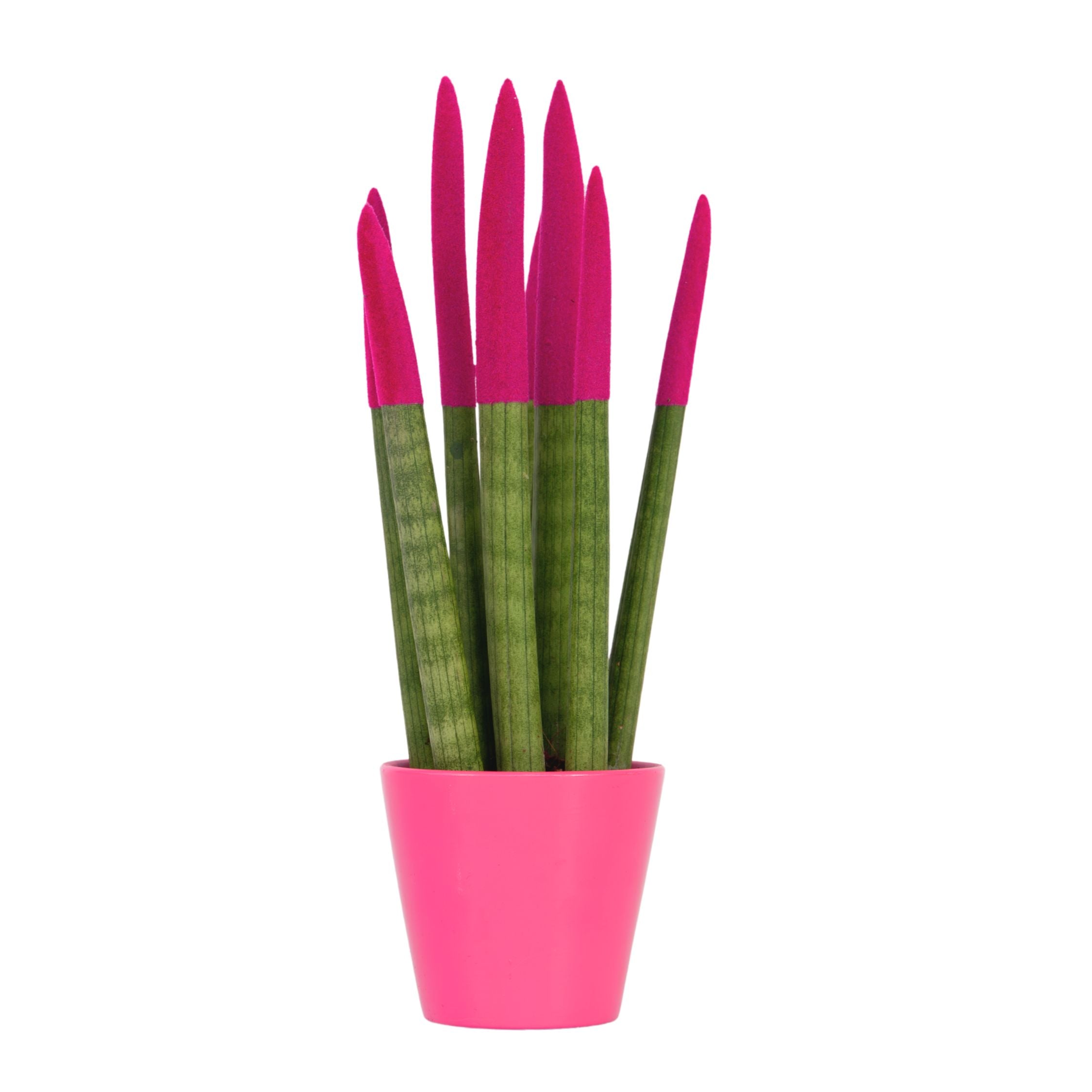 Sanseviera cilindrică - Sansevieria cylindrica - Înălţime 20-40cm - ⌀9cm