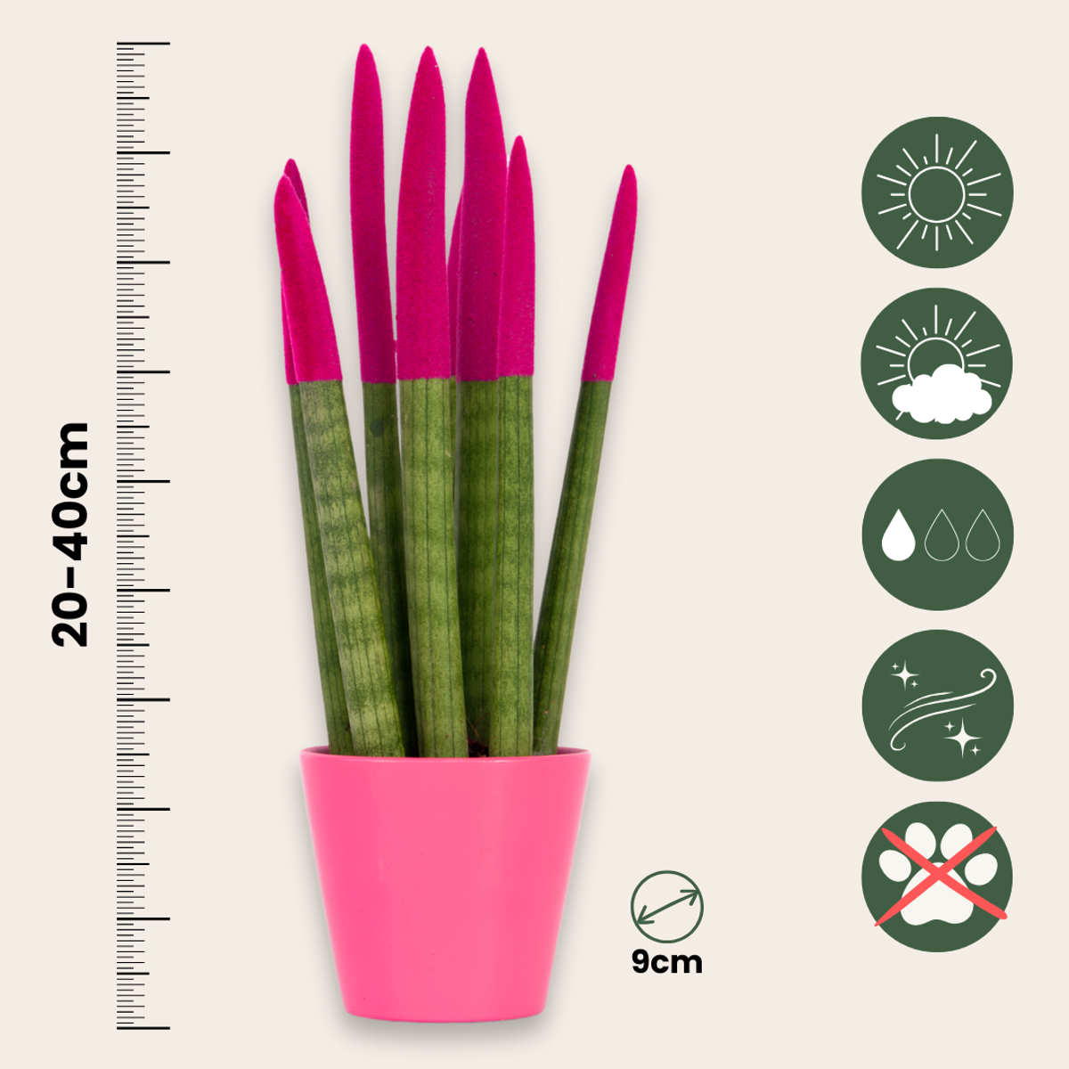 Sanseviera cilindrică - Sansevieria cylindrica - Înălţime 20-40cm - ⌀9cm
