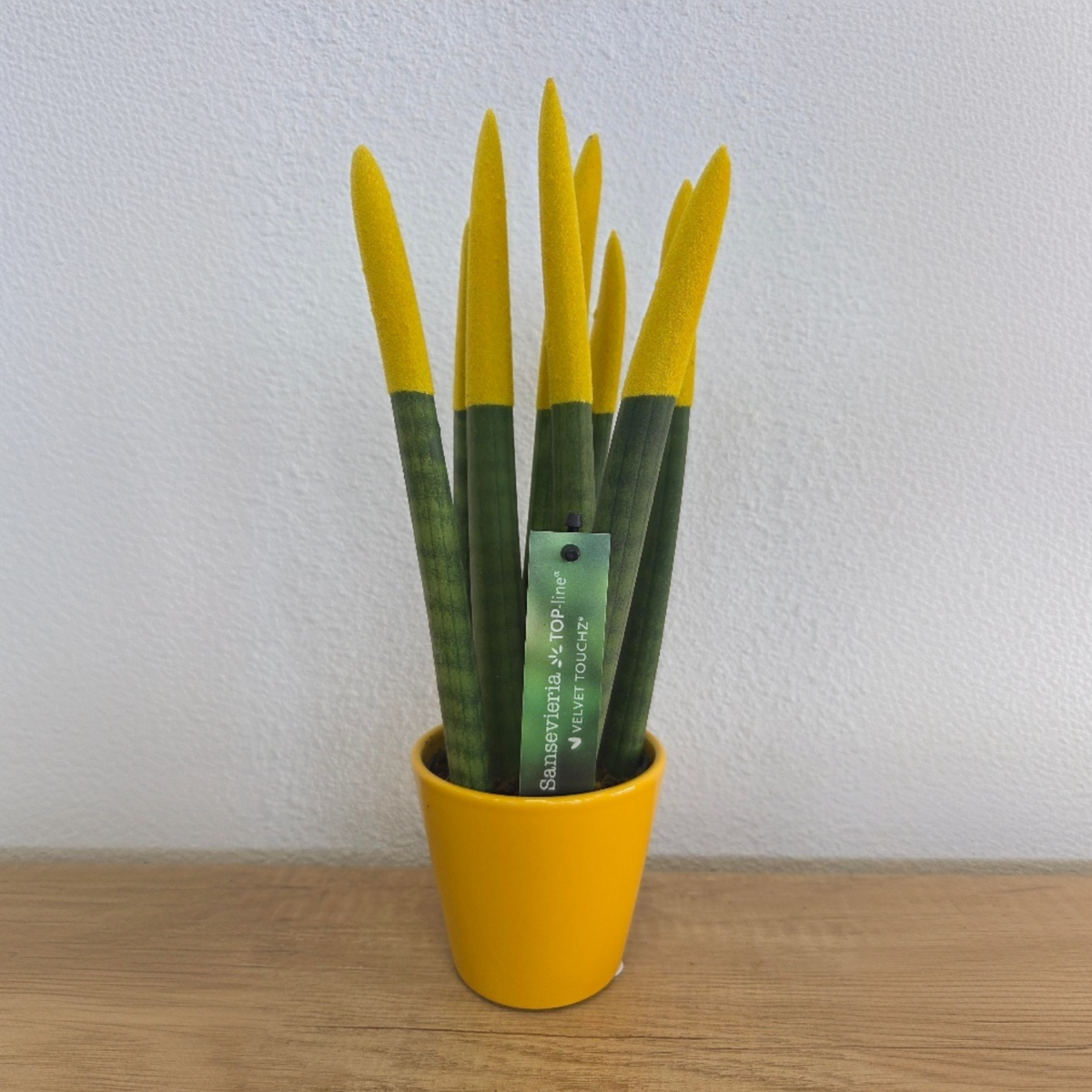 Sanseviera cilindrică - Sansevieria cylindrica - Înălţime 20-40cm - ⌀9cm