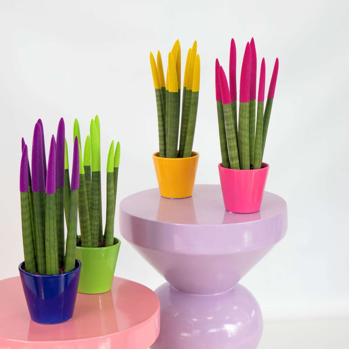 Sanseviera cilindrică - Sansevieria cylindrica - Înălţime 20-40cm - ⌀9cm