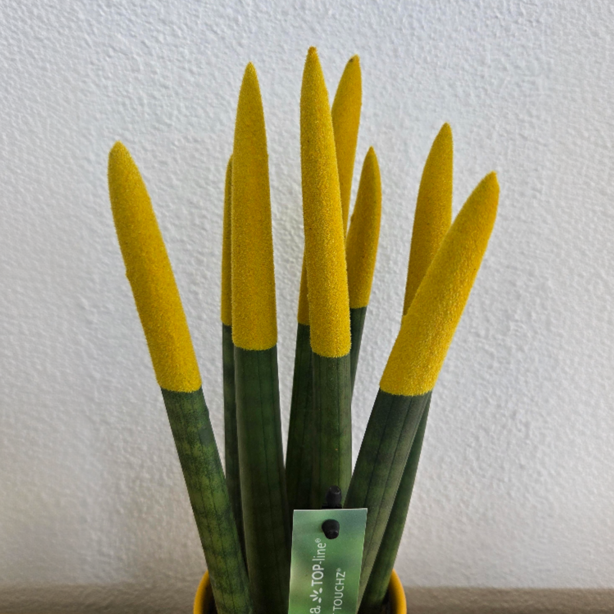 Sanseviera cilindrică - Sansevieria cylindrica - Înălţime 20-40cm - ⌀9cm
