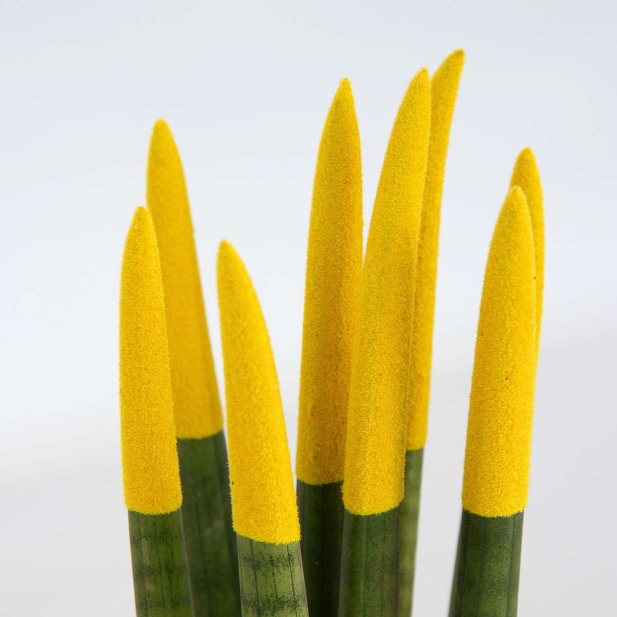 Sanseviera cilindrică - Sansevieria cylindrica - Înălţime 20-40cm - ⌀9cm