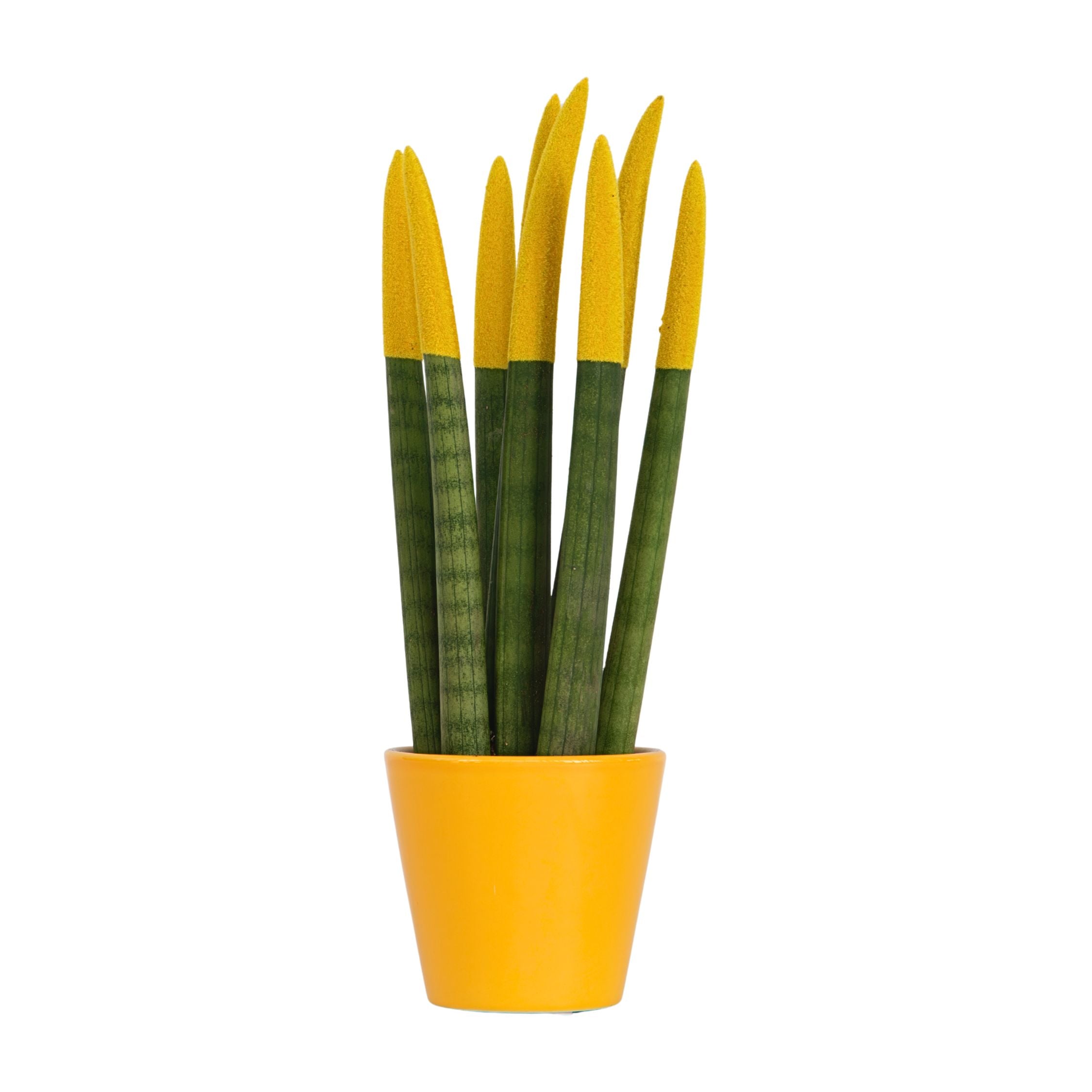 Sanseviera cilindrică - Sansevieria cylindrica - Înălţime 20-40cm - ⌀9cm