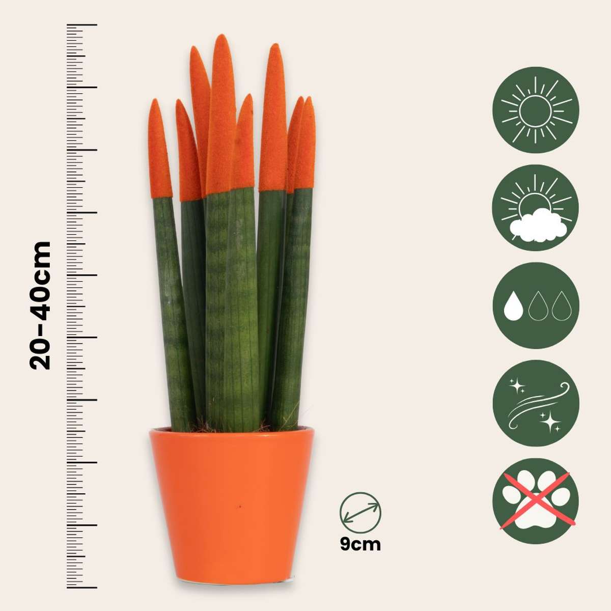 Sanseviera cilindrică - Sansevieria cylindrica - Înălţime 20-40cm - ⌀9cm