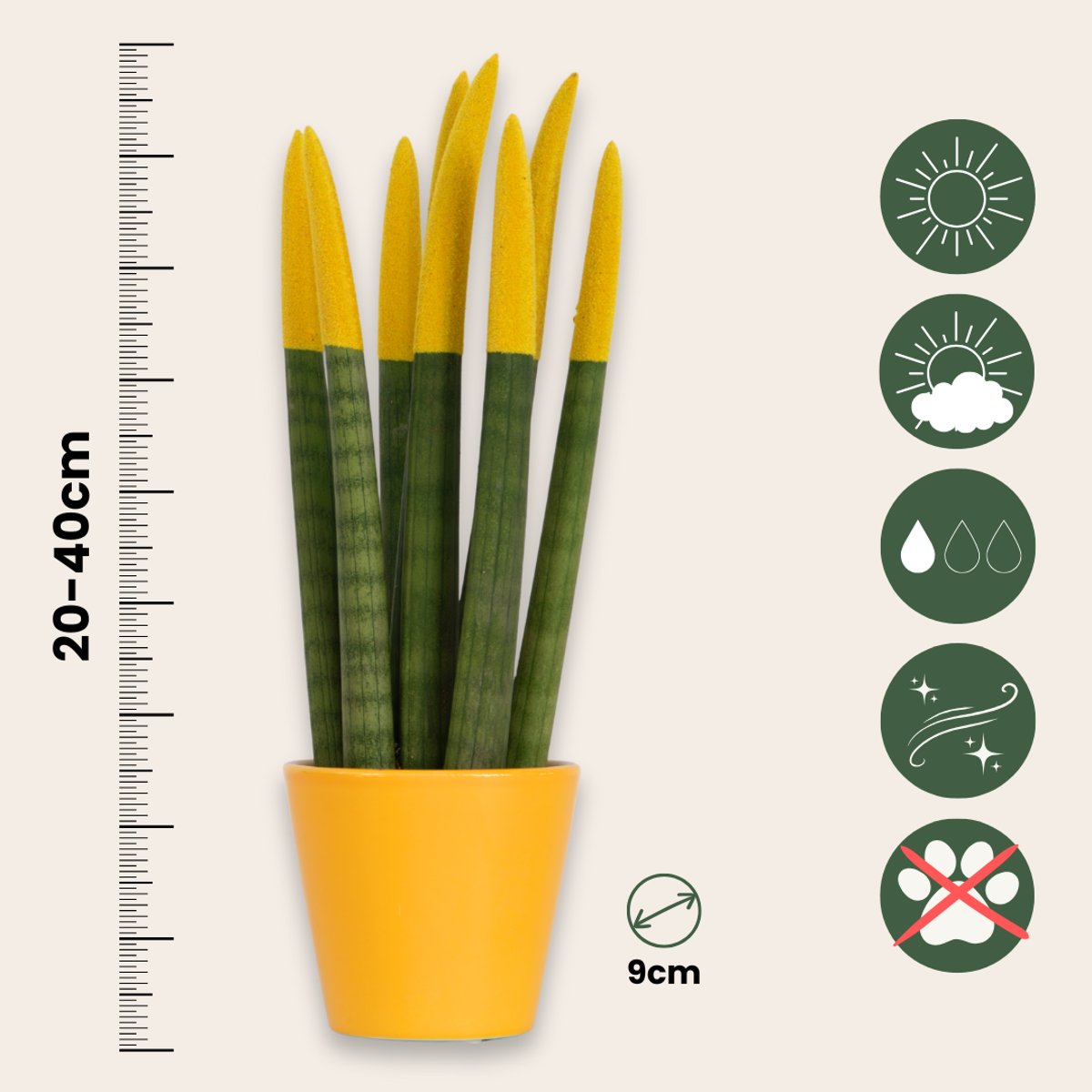 Sanseviera cilindrică - Sansevieria cylindrica - Înălţime 20-40cm - ⌀9cm