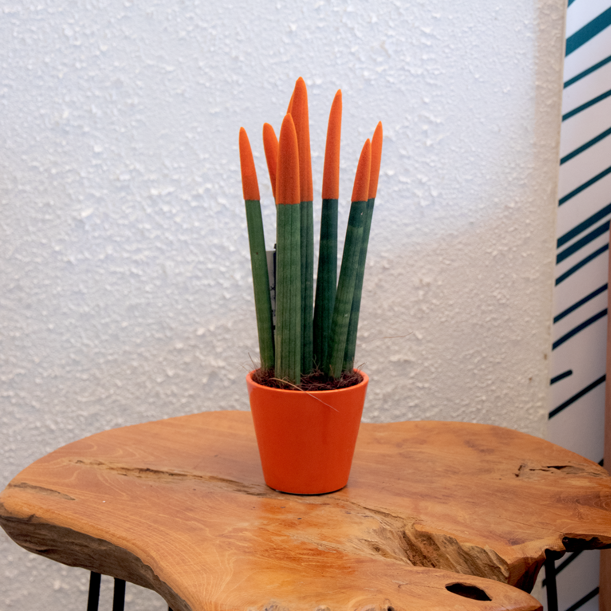 Sanseviera cilindrică - Sansevieria cylindrica - Înălţime 20-40cm - ⌀9cm