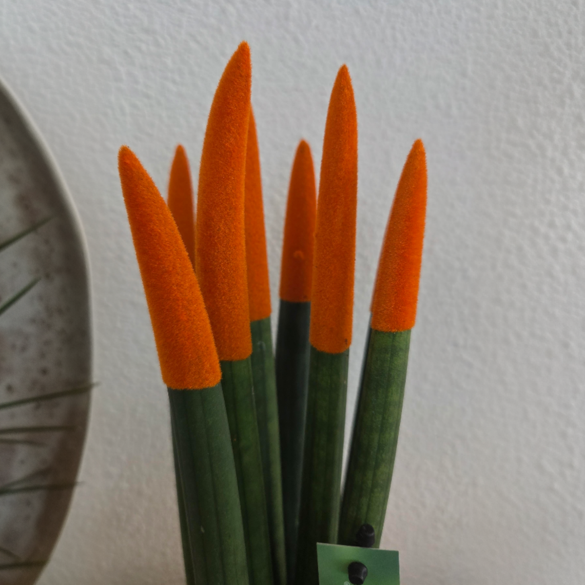 Sanseviera cilindrică - Sansevieria cylindrica - Înălţime 20-40cm - ⌀9cm