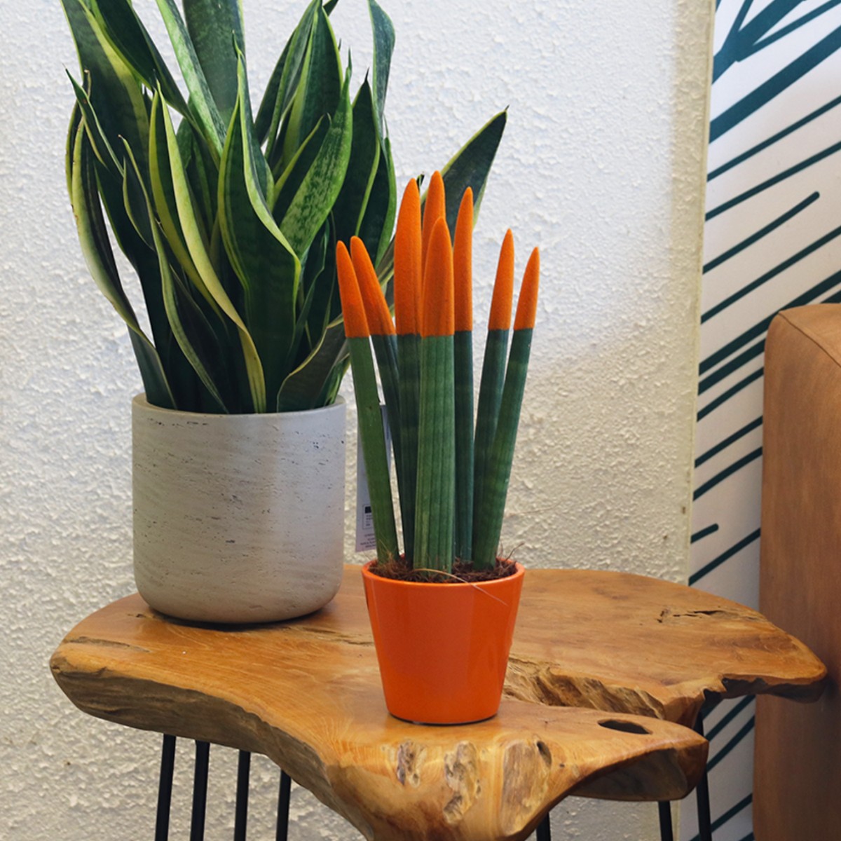 Sanseviera cilindrică - Sansevieria cylindrica - Înălţime 20-40cm - ⌀9cm