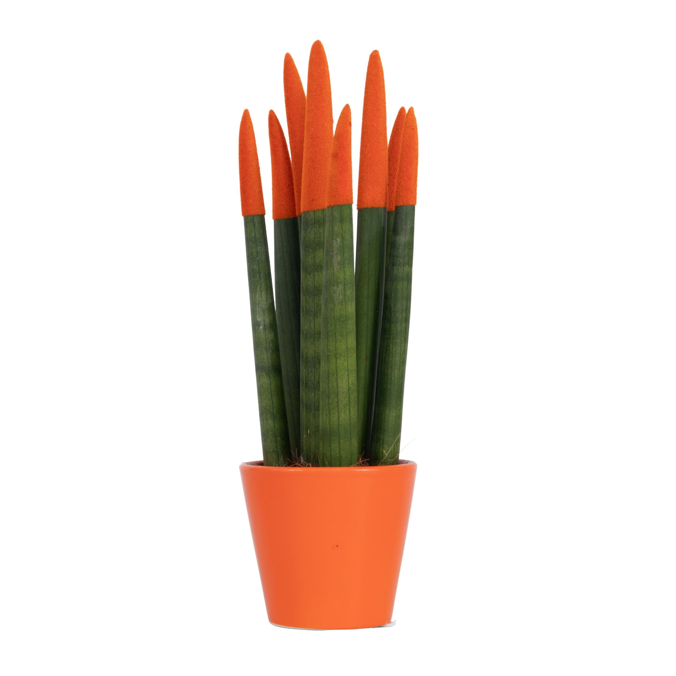 Sanseviera cilindrică - Sansevieria cylindrica - Înălţime 20-40cm - ⌀9cm