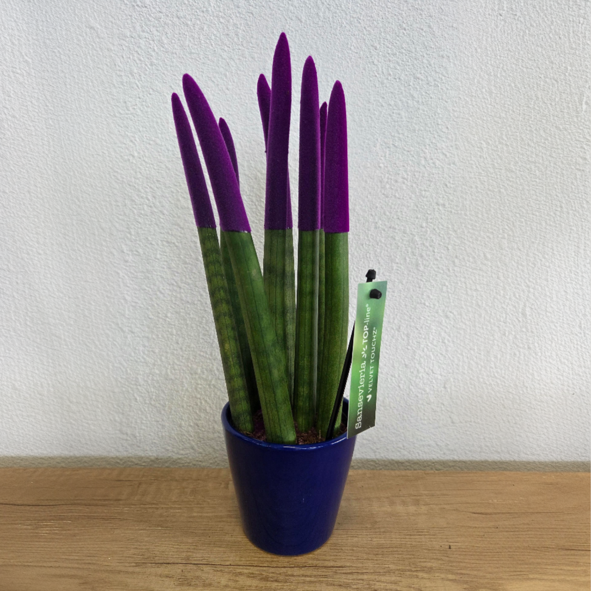Sanseviera cilindrică - Sansevieria cylindrica - Înălţime 20-40cm - ⌀9cm