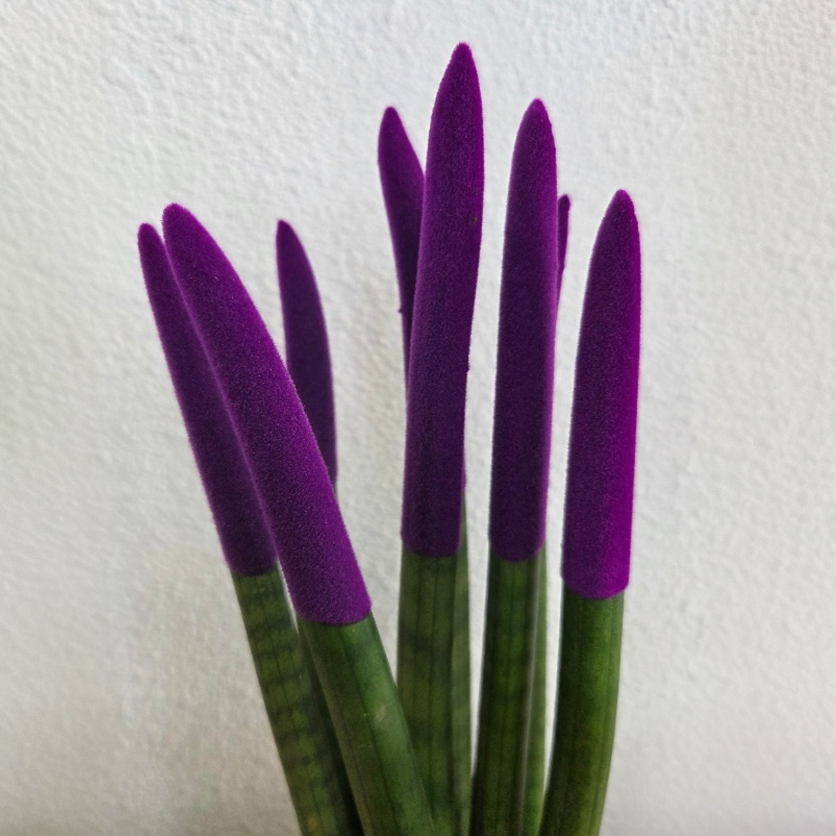 Sanseviera cilindrică - Sansevieria cylindrica - Înălţime 20-40cm - ⌀9cm