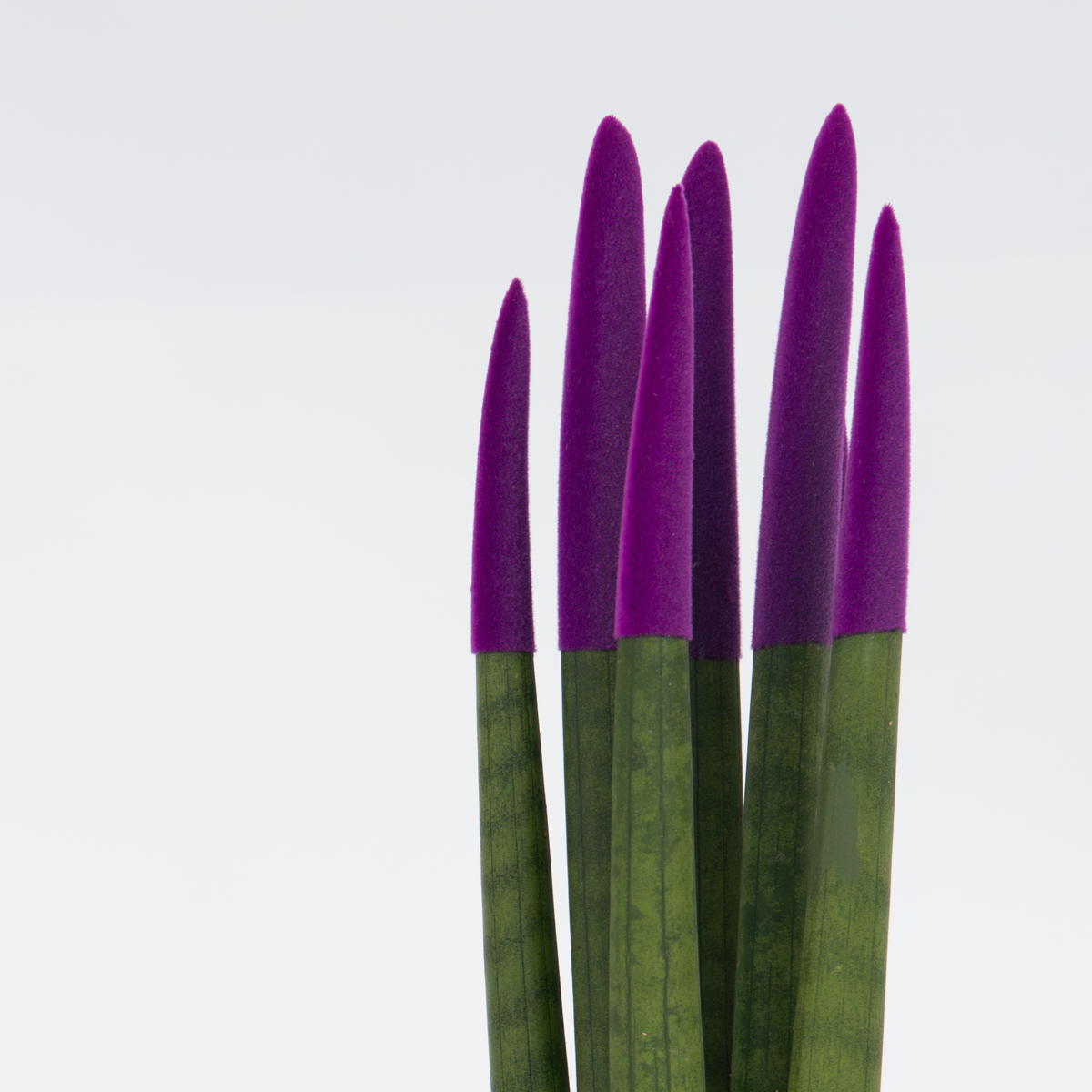 Sanseviera cilindrică - Sansevieria cylindrica - Înălţime 20-40cm - ⌀9cm