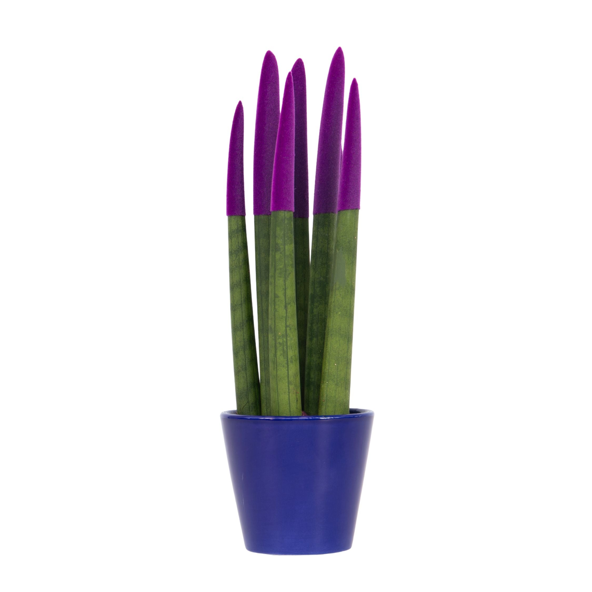 Sanseviera cilindrică - Sansevieria cylindrica - Înălţime 20-40cm - ⌀9cm