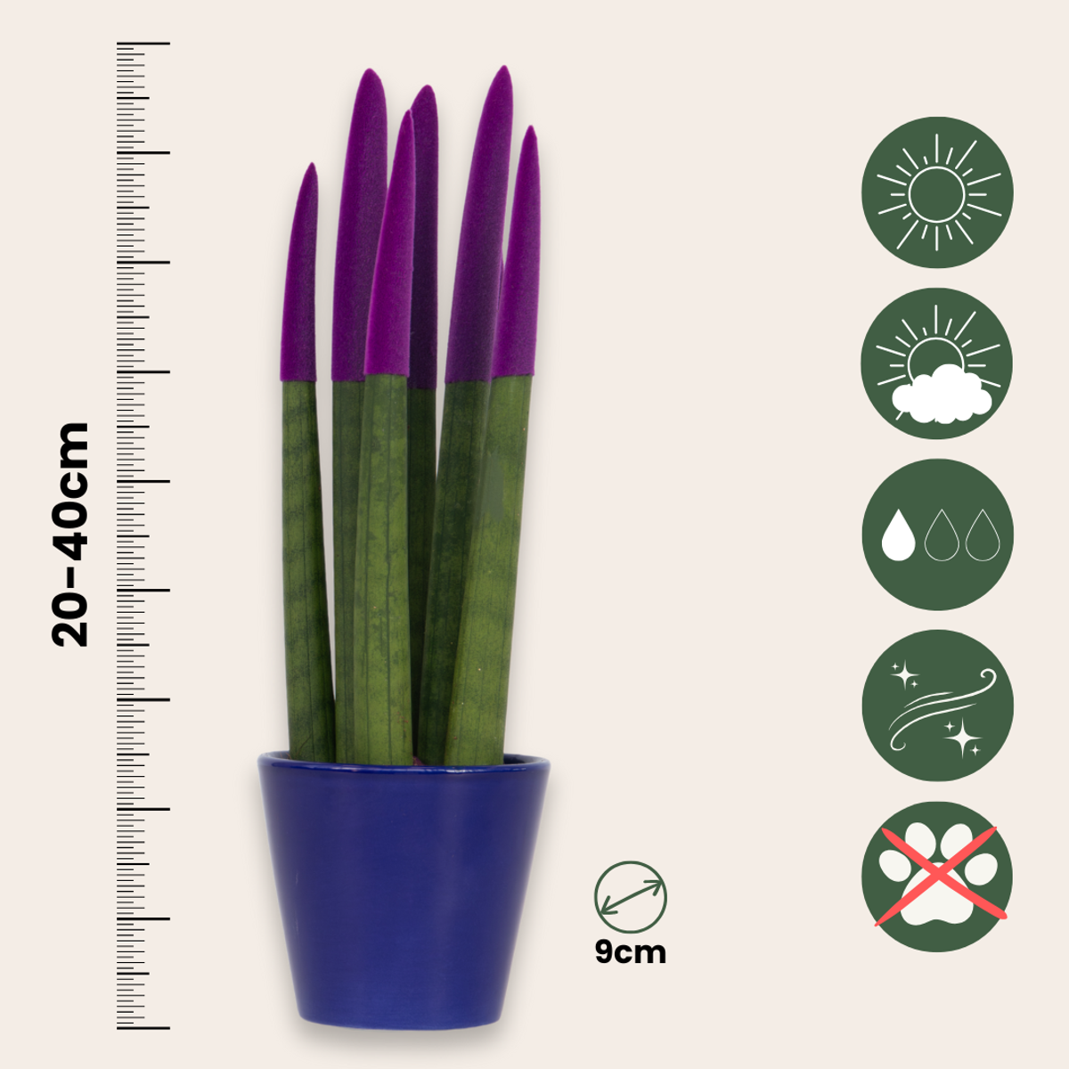 Sanseviera cilindrică - Sansevieria cylindrica - Înălţime 20-40cm - ⌀9cm