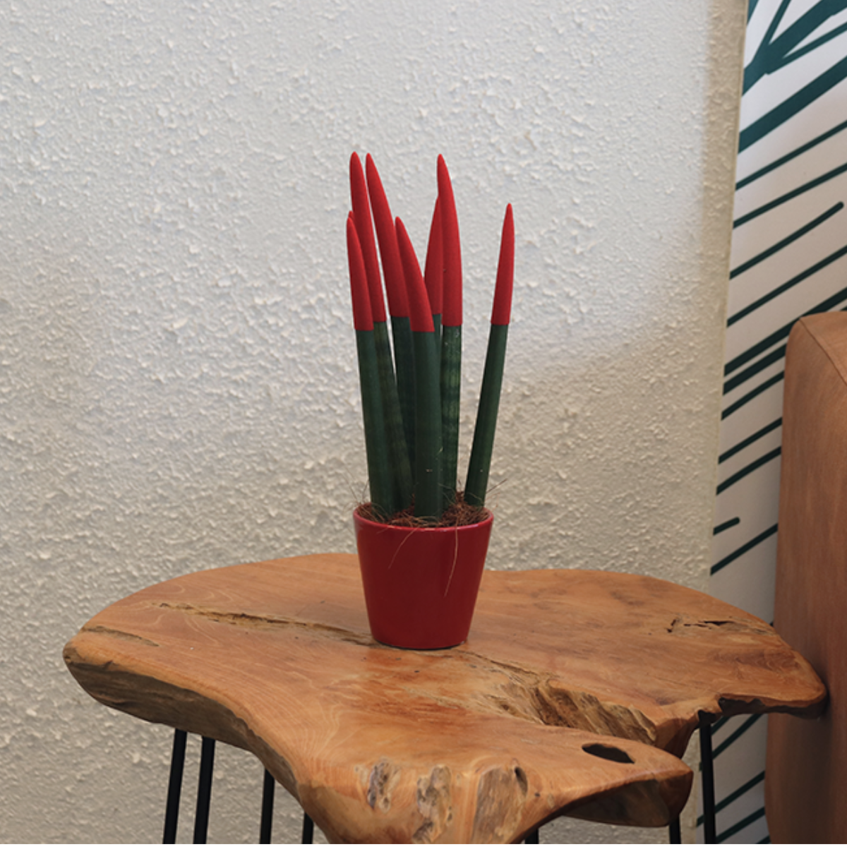 Sanseviera cilindrică - Sansevieria cylindrica - Înălţime 20-40cm - ⌀9cm