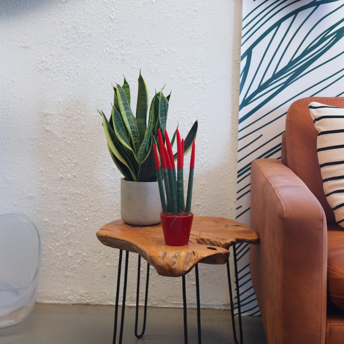 Sanseviera cilindrică - Sansevieria cylindrica - Înălţime 20-40cm - ⌀9cm