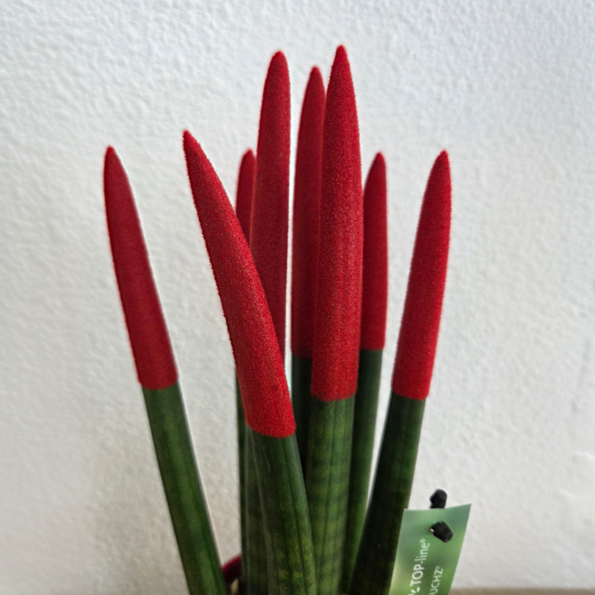 Sanseviera cilindrică - Sansevieria cylindrica - Înălţime 20-40cm - ⌀9cm