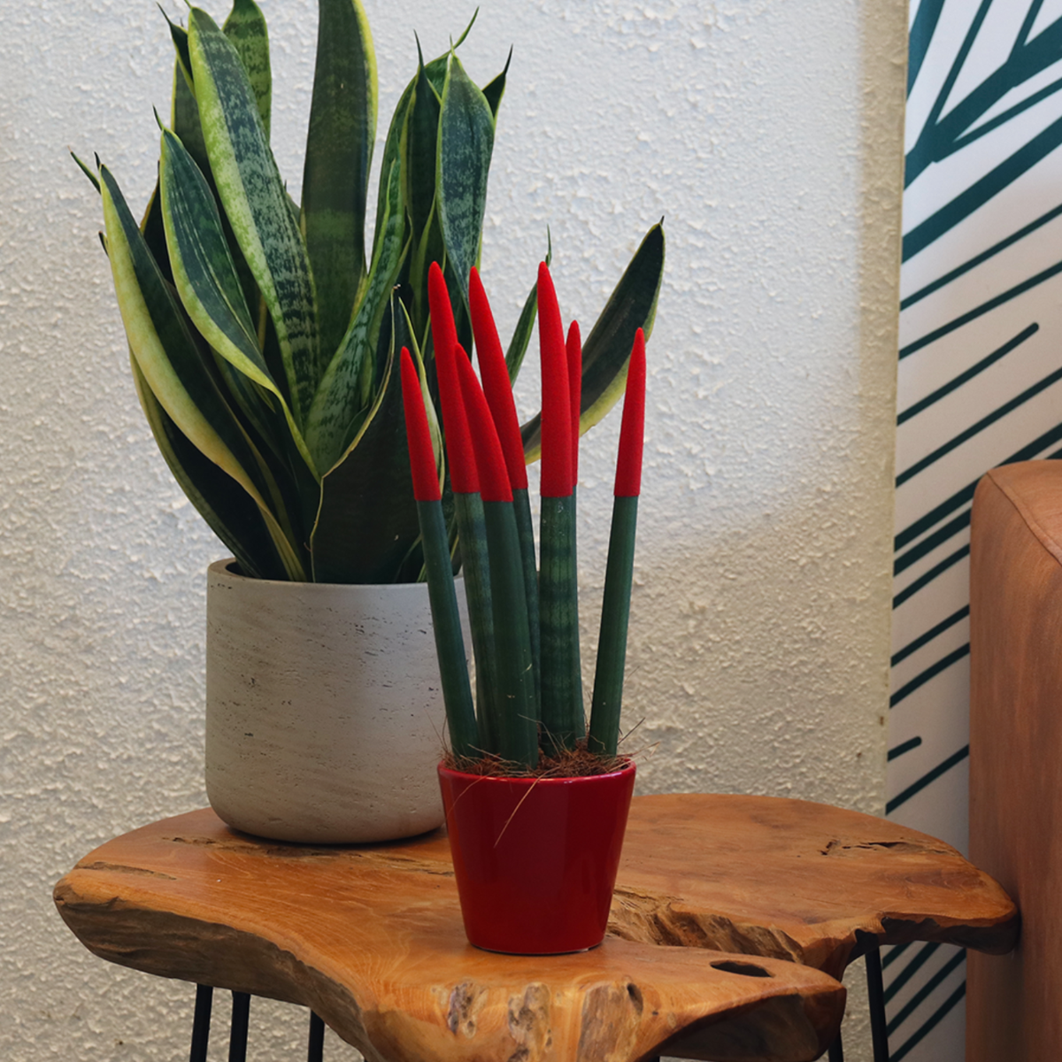 Sanseviera cilindrică - Sansevieria cylindrica - Înălţime 20-40cm - ⌀9cm