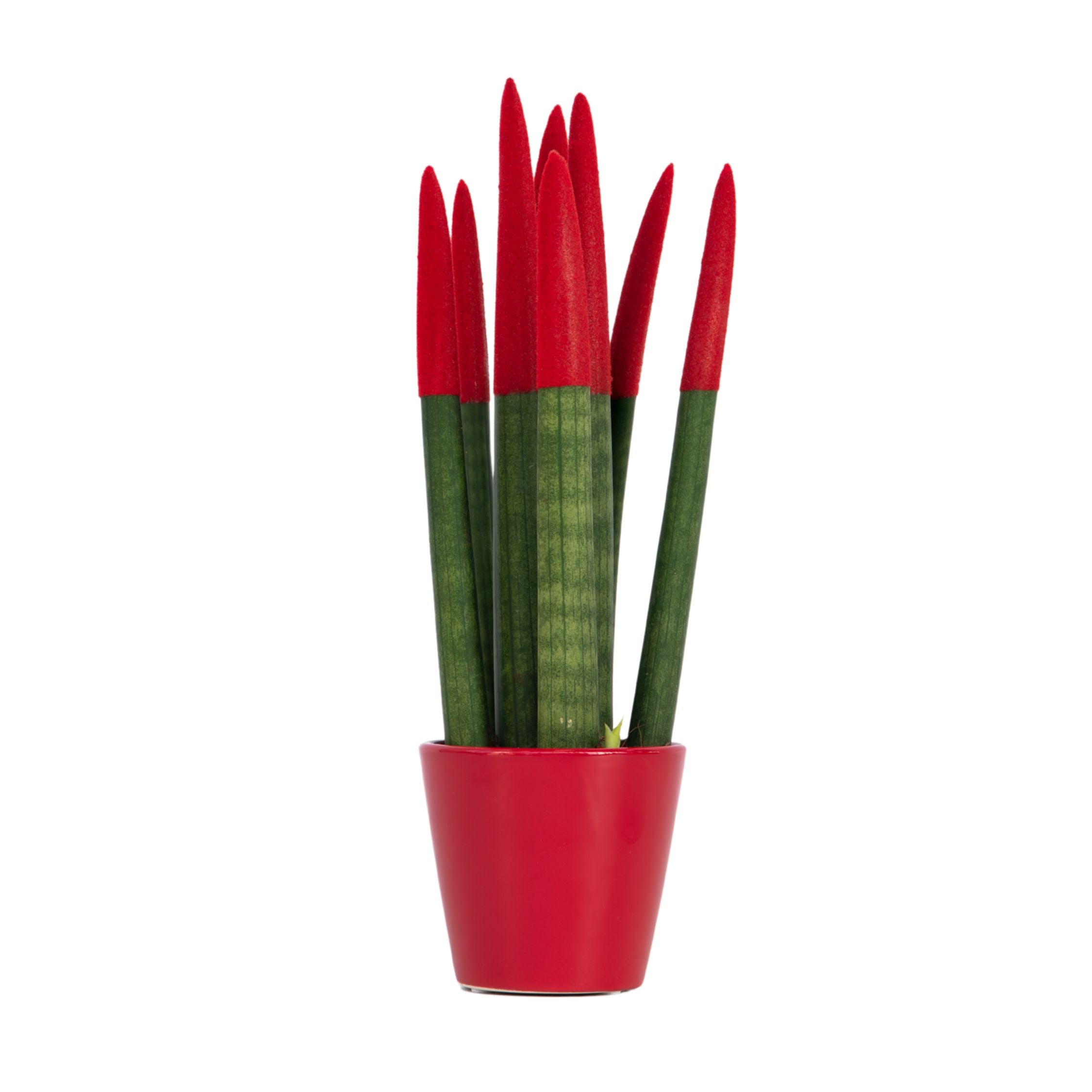 Sanseviera cilindrică - Sansevieria cylindrica - Înălţime 20-40cm - ⌀9cm