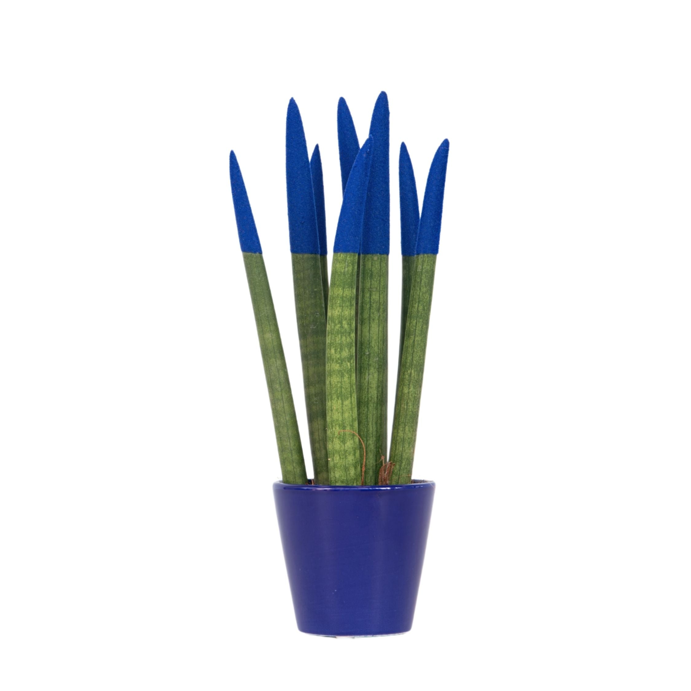 Sanseviera cilindrică - Sansevieria cylindrica - Înălţime 20-40cm - ⌀9cm