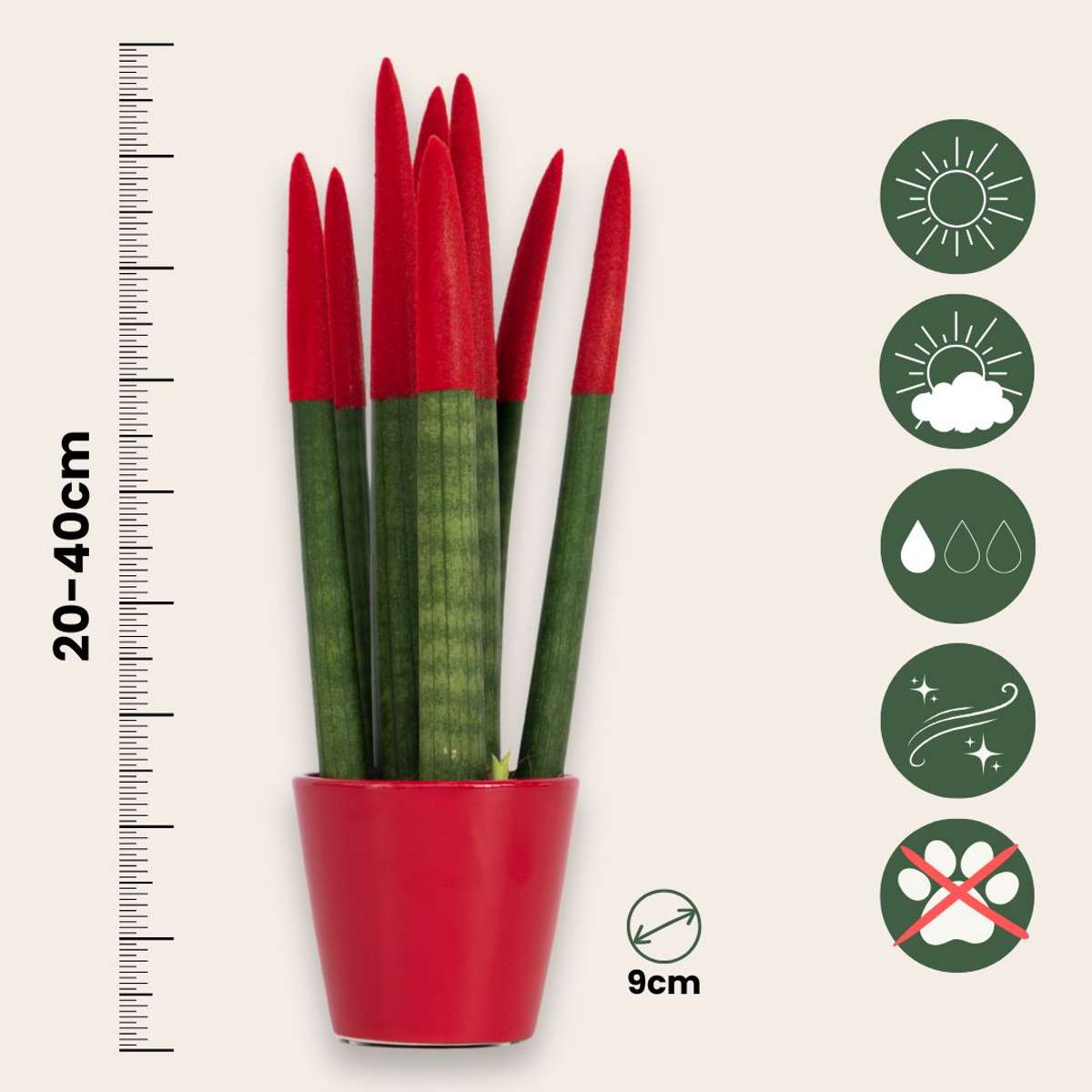 Sanseviera cilindrică - Sansevieria cylindrica - Înălţime 20-40cm - ⌀9cm