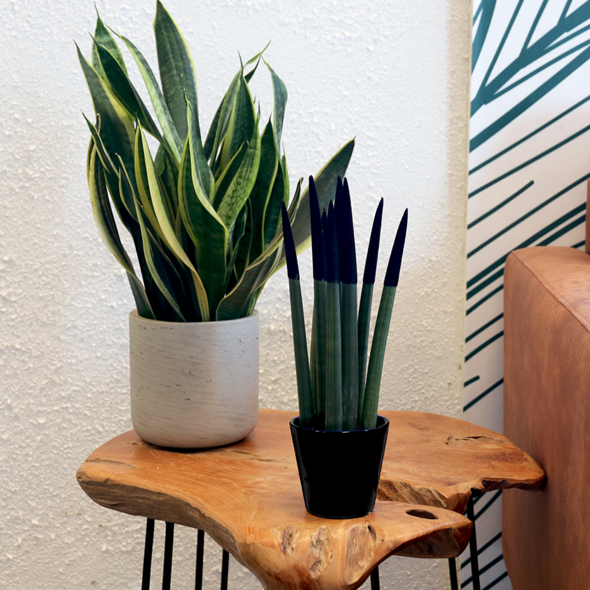 Sanseviera cilindrică - Sansevieria cylindrica - Înălţime 20-40cm - ⌀9cm