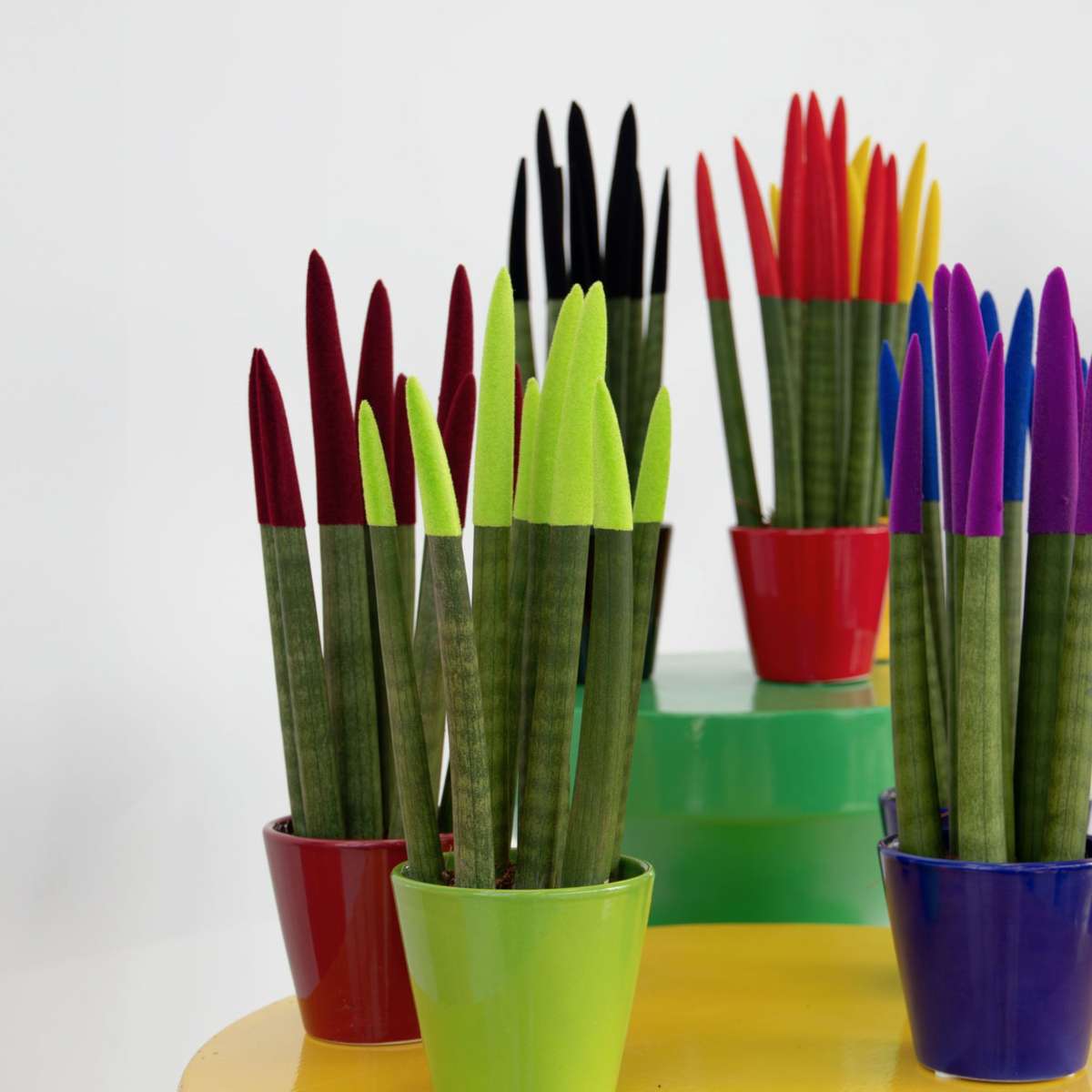 Sanseviera cilindrică - Sansevieria cylindrica - Înălţime 20-40cm - ⌀9cm