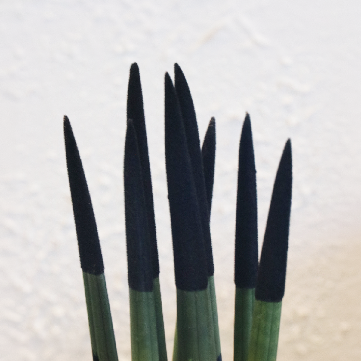 Sanseviera cilindrică - Sansevieria cylindrica - Înălţime 20-40cm - ⌀9cm