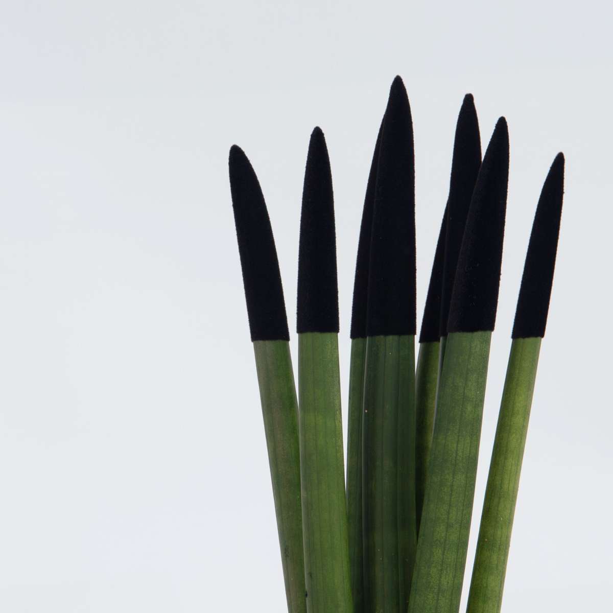 Sanseviera cilindrică - Sansevieria cylindrica - Înălţime 20-40cm - ⌀9cm