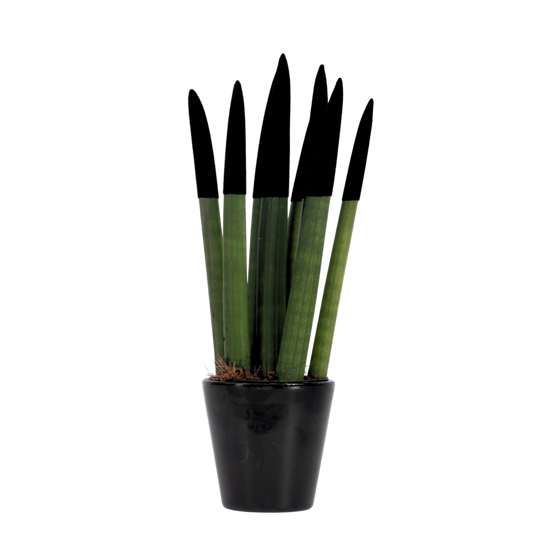 Sanseviera cilindrică - Sansevieria cylindrica - Înălţime 20-40cm - ⌀9cm