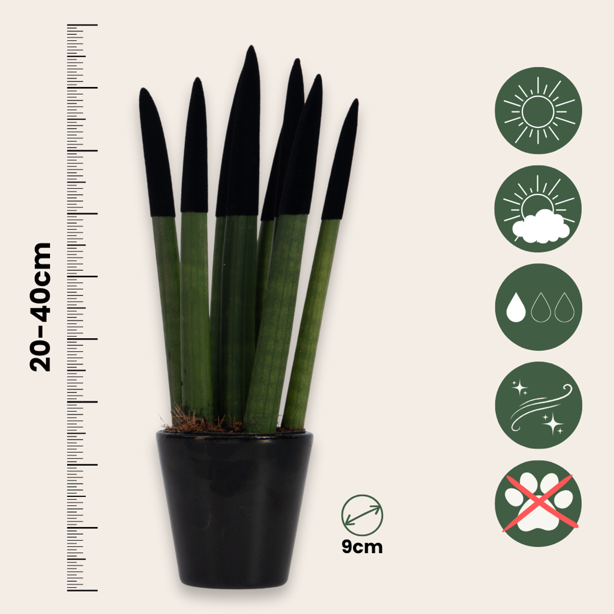 Sanseviera cilindrică - Sansevieria cylindrica - Înălţime 20-40cm - ⌀9cm